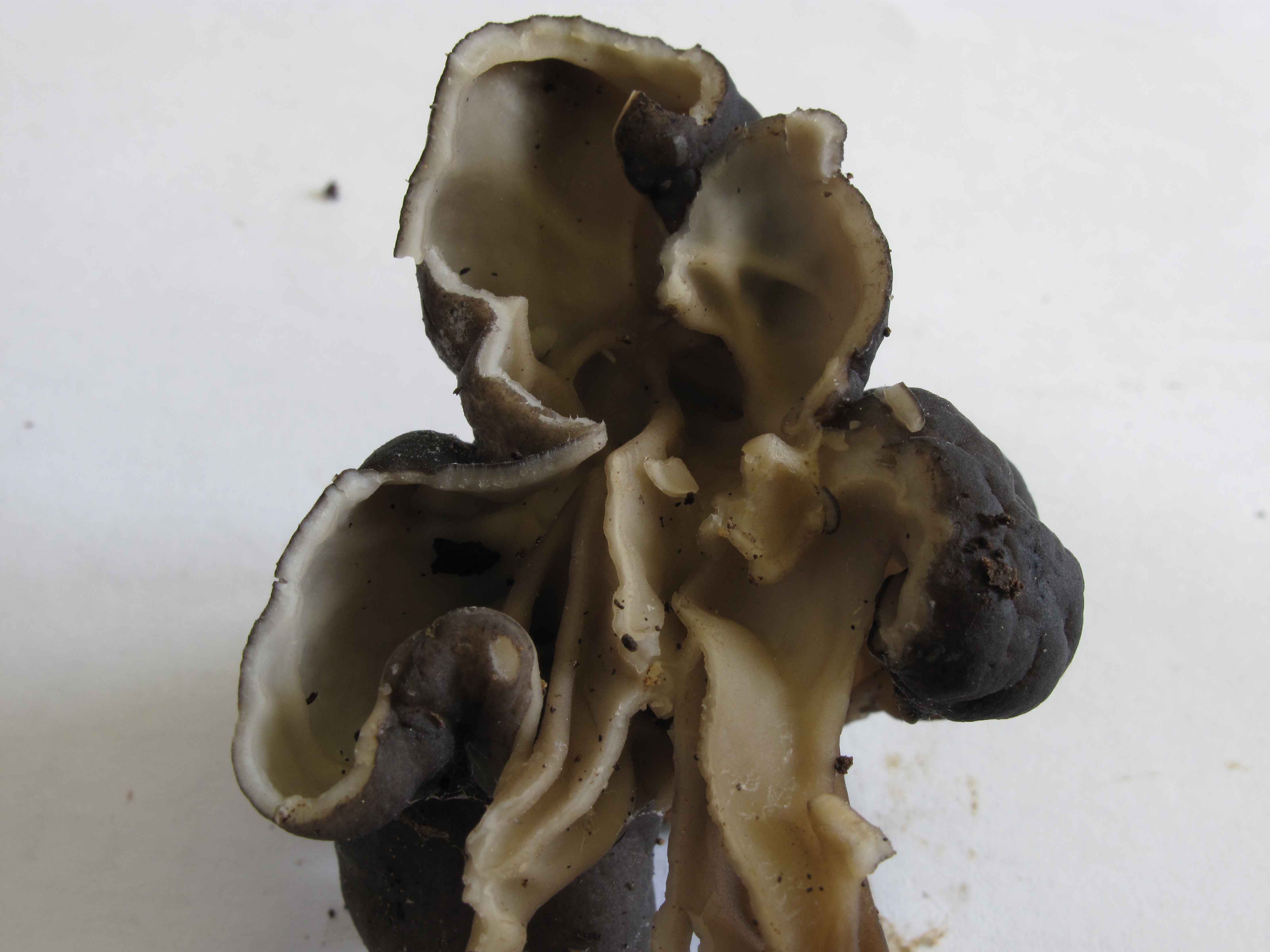 Helvella lacunosa