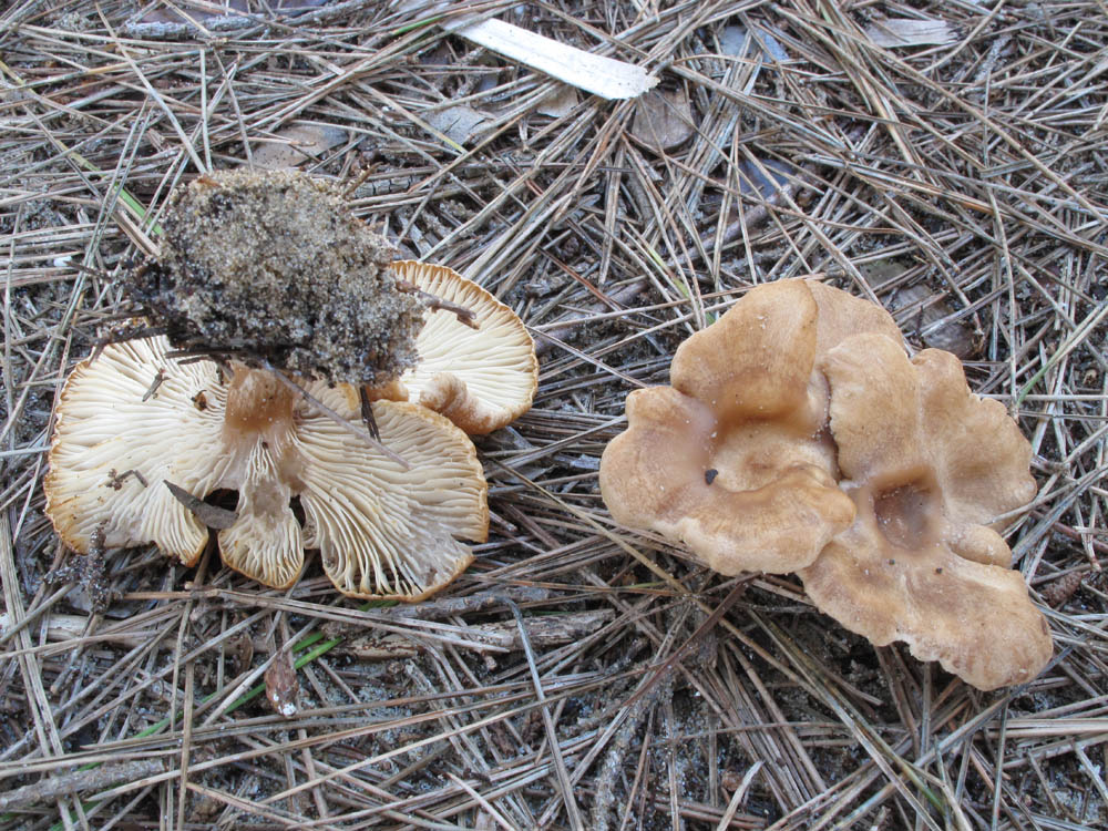 Da determinare (cfr. Clitocybe sp.)