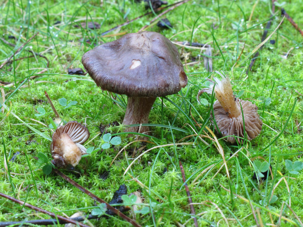 Da determinare...(cfr. Inocybe sp.)