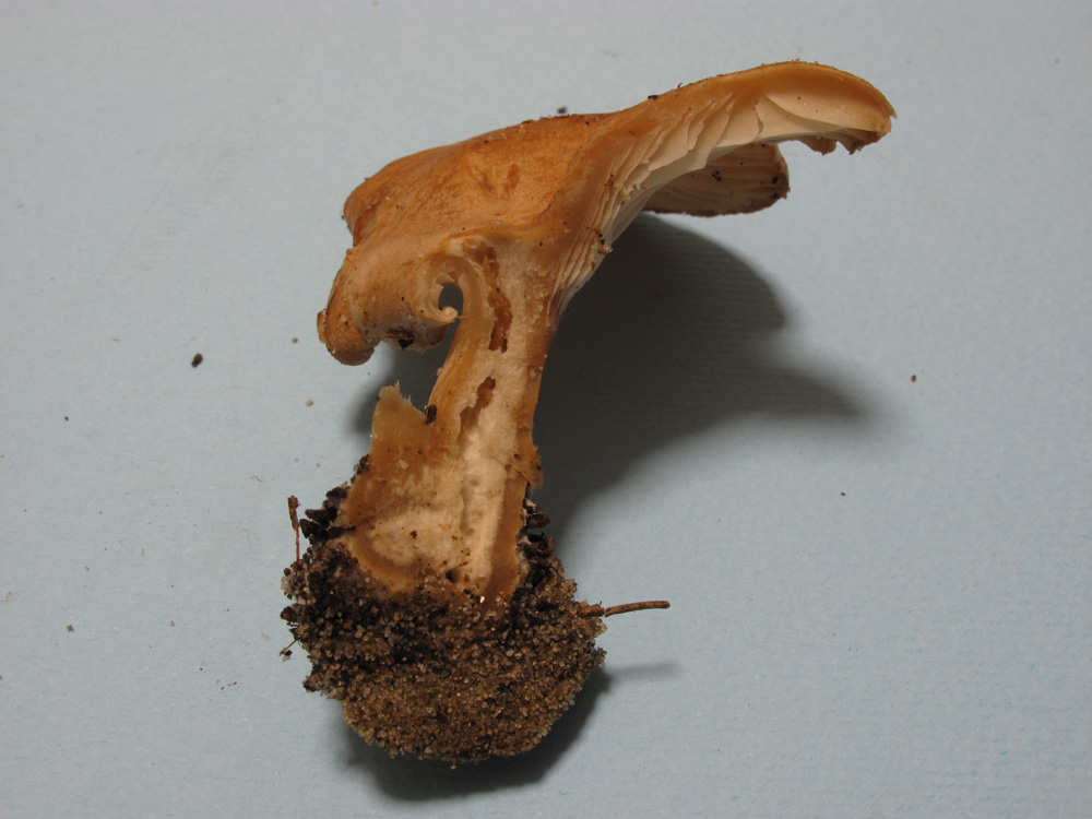 Da determinare (cfr. Clitocybe sp.)