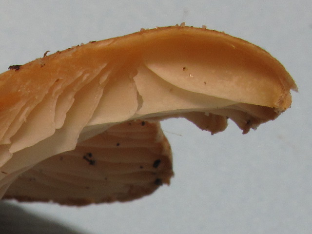 Da determinare (cfr. Clitocybe sp.)