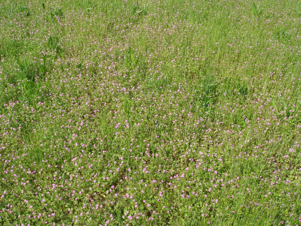 Potentilla sp.? No, Geranium molle