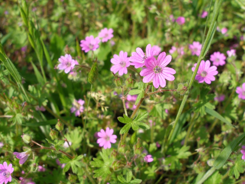 Potentilla sp.? No, Geranium molle