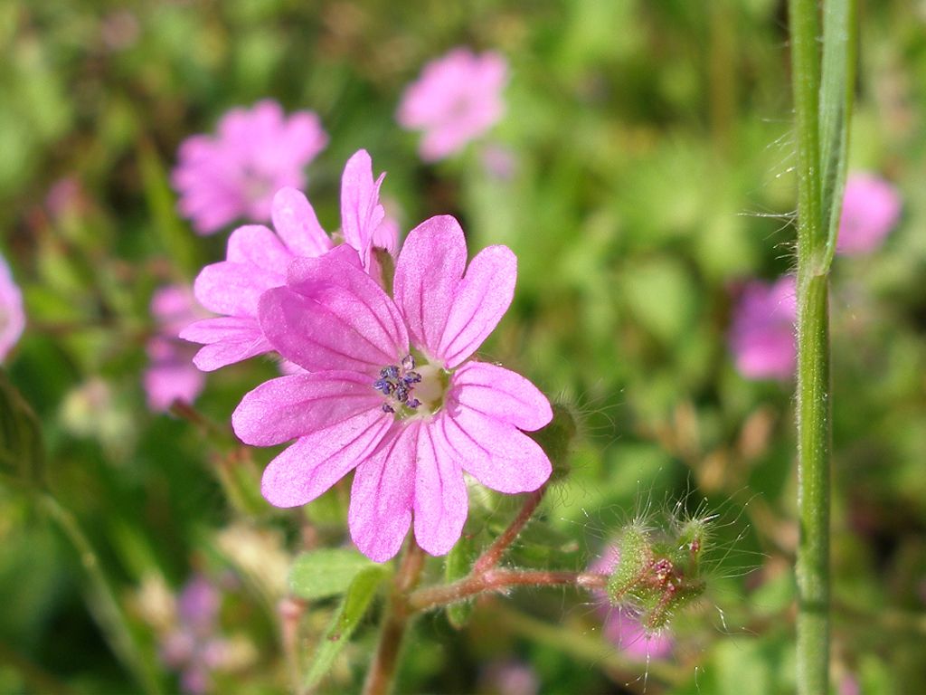 Potentilla sp.? No, Geranium molle