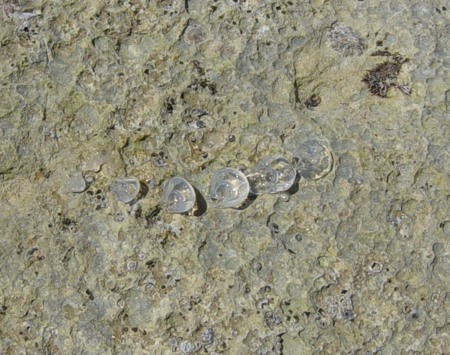 campane di un Sifonoforo