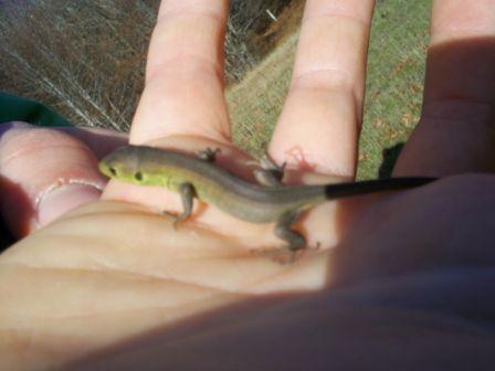 Ramarro o L.campestre?