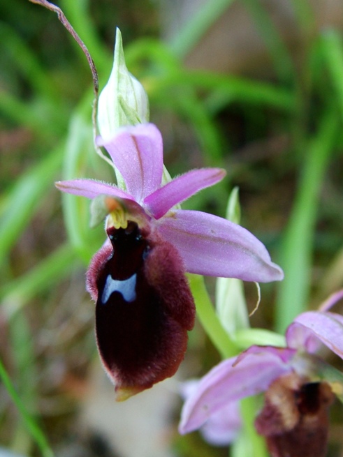 Ofride molto rara Ophrys lunulata