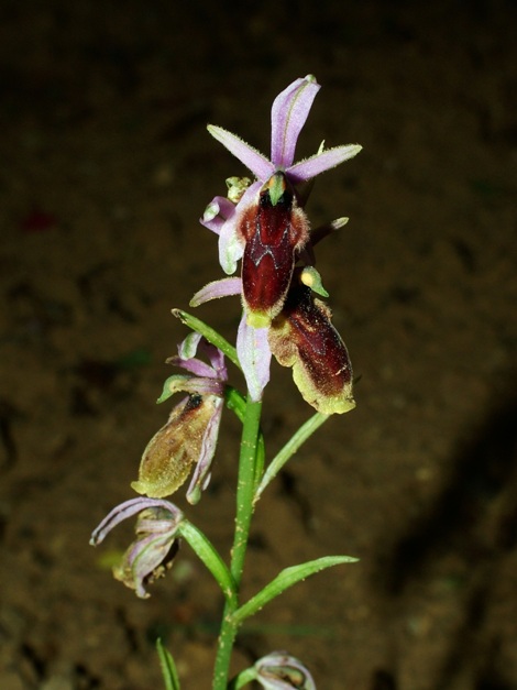 Ofride molto rara Ophrys lunulata