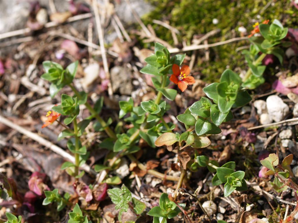 piccolo fiore - Anagallis arvensis