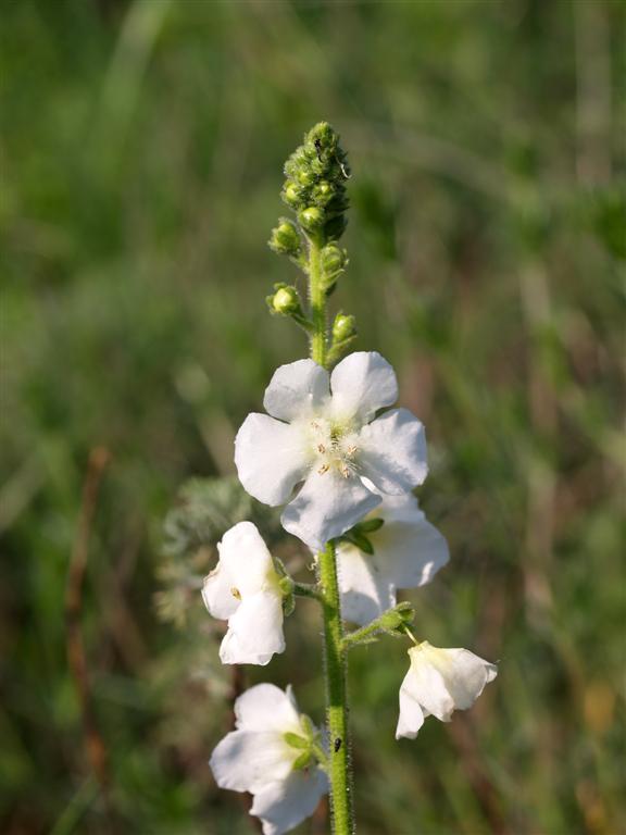 Verbascum phoeniceum albino