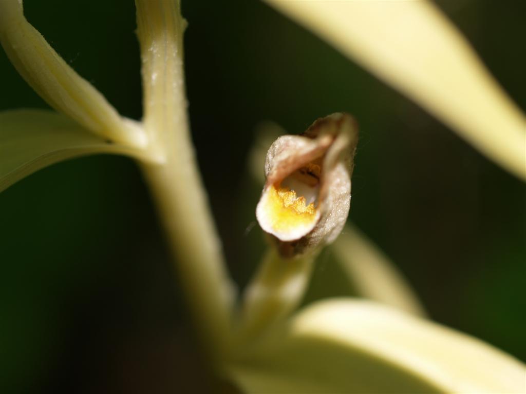 Caphalanthera Damasonium