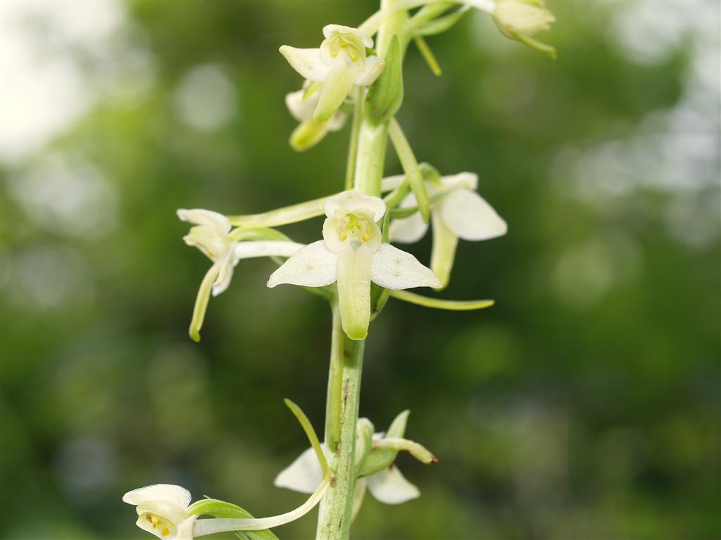 Platanthera chlorantha