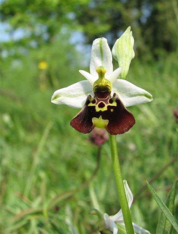 Ophrys fuciflora