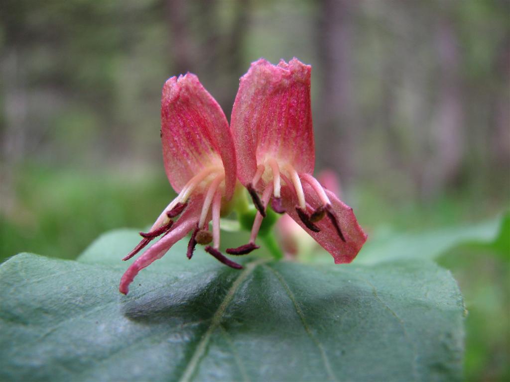 Lonicera alpigena / Madreselva alpina