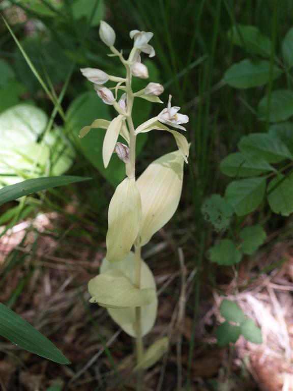 Cephalanthera damasonium e C. longifolia