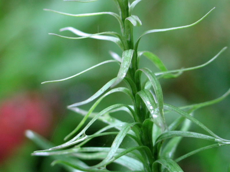 Dactylorhiza fiorita... ma senza fiori?