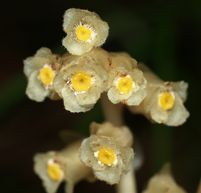 Monotropa hypopitys