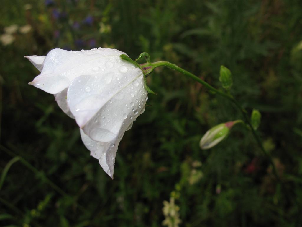 Campanula persicifolia