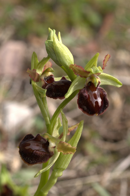 Ophrys sphegodes