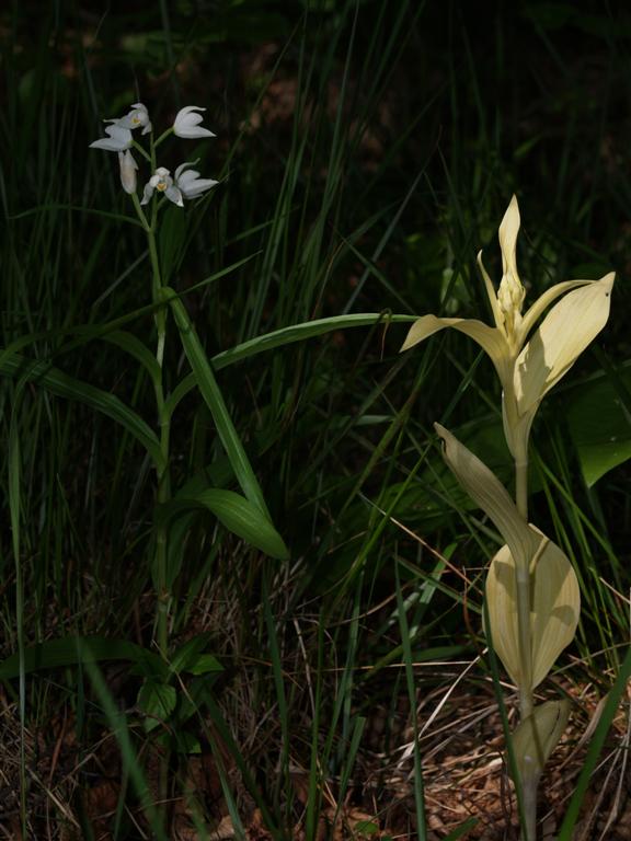 Caphalanthera Damasonium