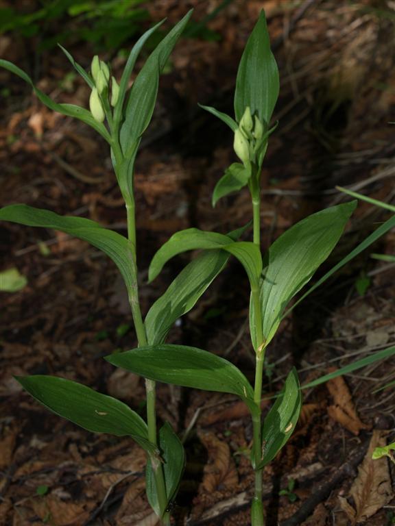 Caphalanthera Damasonium