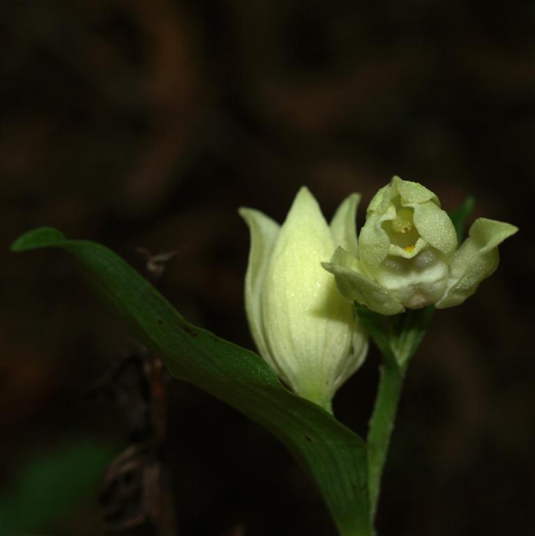 Caphalanthera Damasonium