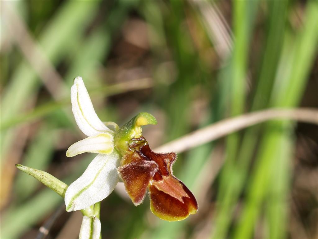 Ibrido Ophrys