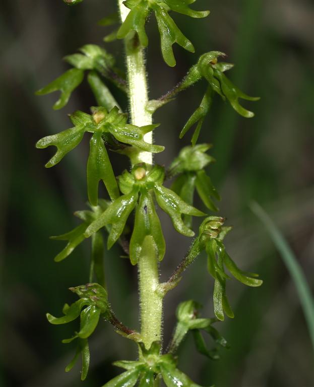 Lusus di Listera Ovata