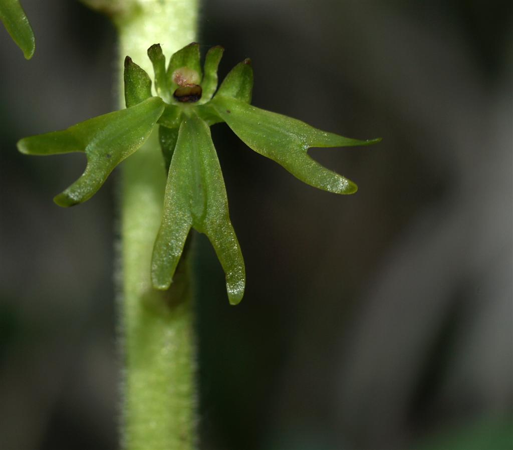 Lusus di Listera Ovata