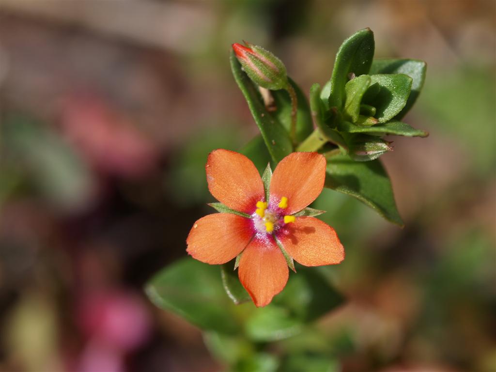 piccolo fiore - Anagallis arvensis