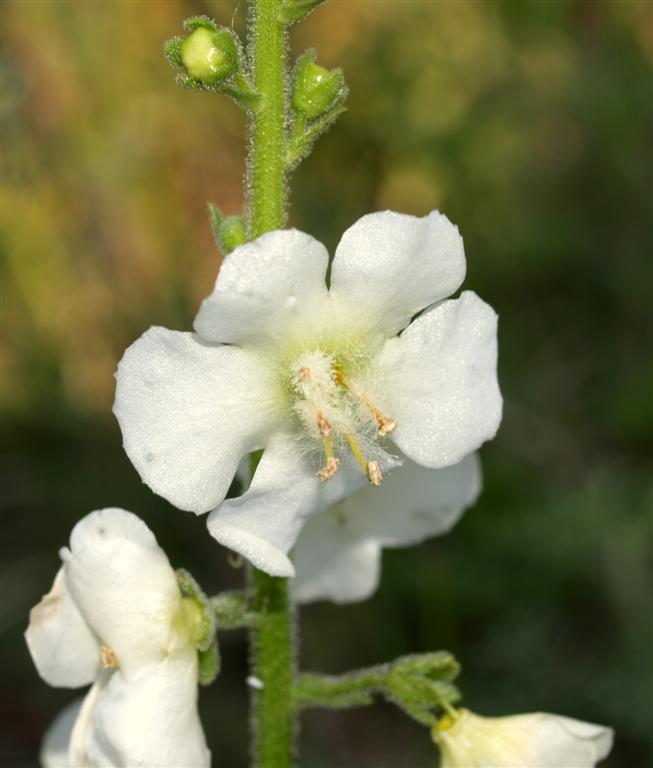 Verbascum phoeniceum albino