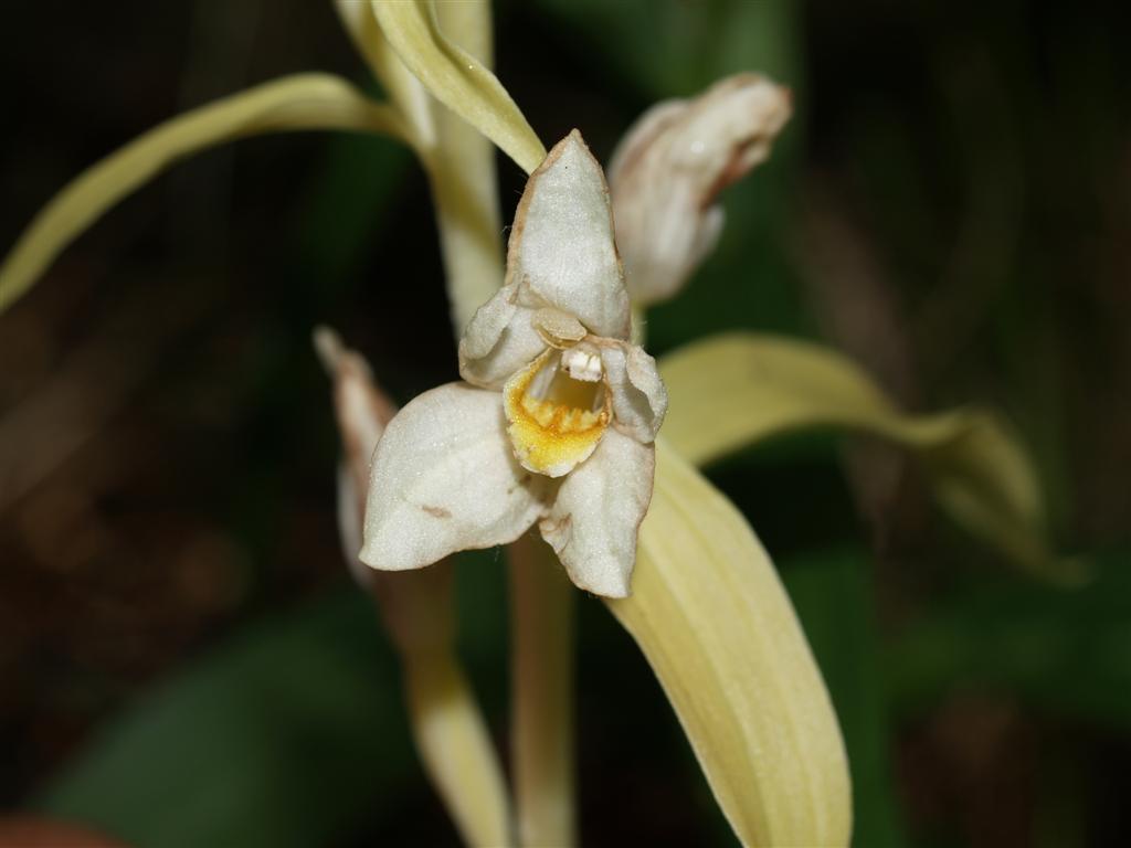 Caphalanthera Damasonium