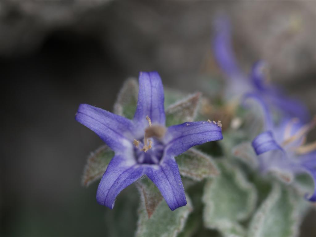 Campanula elatinoides / Campanula dell''Insubria