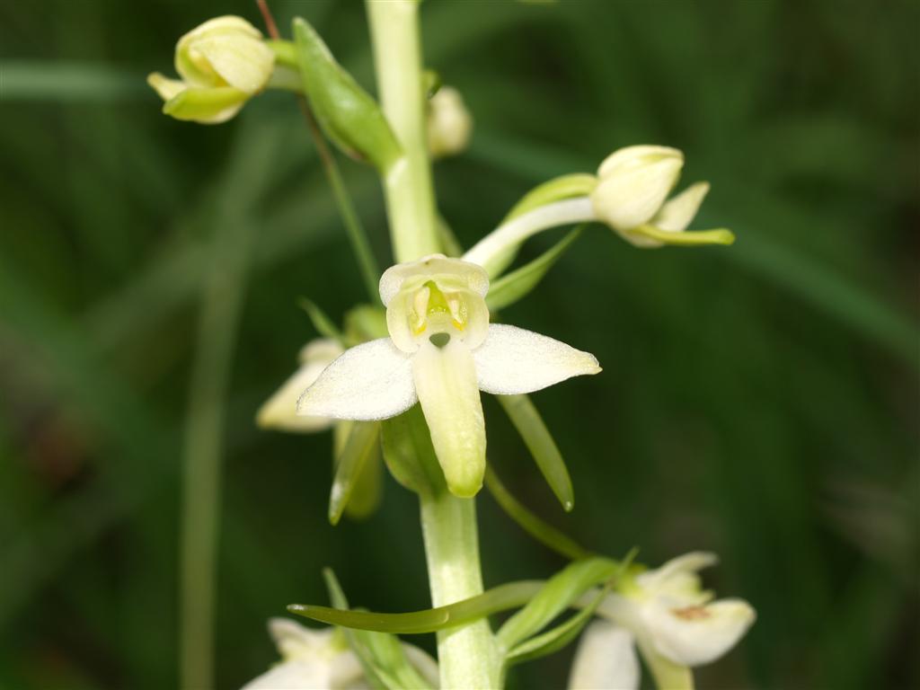 Platanthera chlorantha