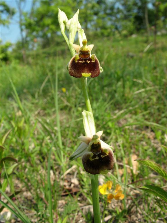 Ophrys fuciflora