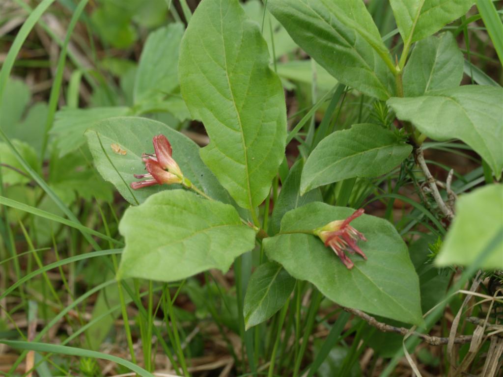 Lonicera alpigena / Madreselva alpina