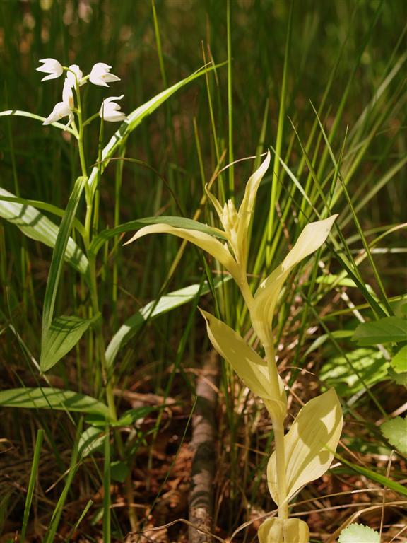 Cephalanthera damasonium e C. longifolia