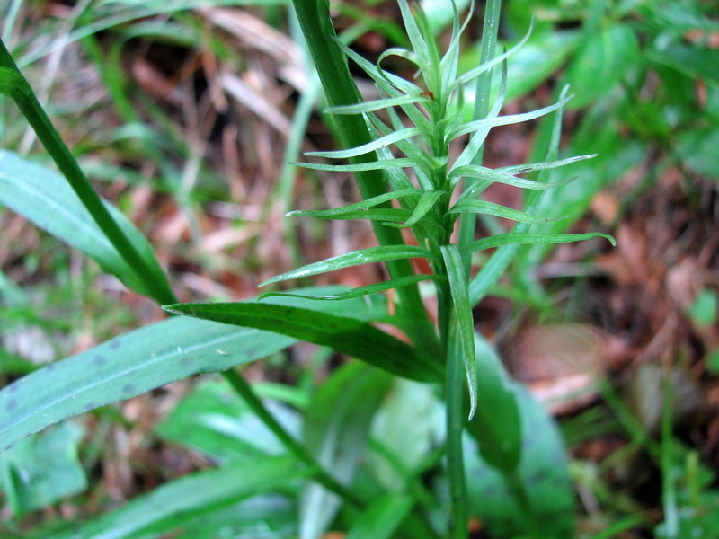 Dactylorhiza fiorita... ma senza fiori?