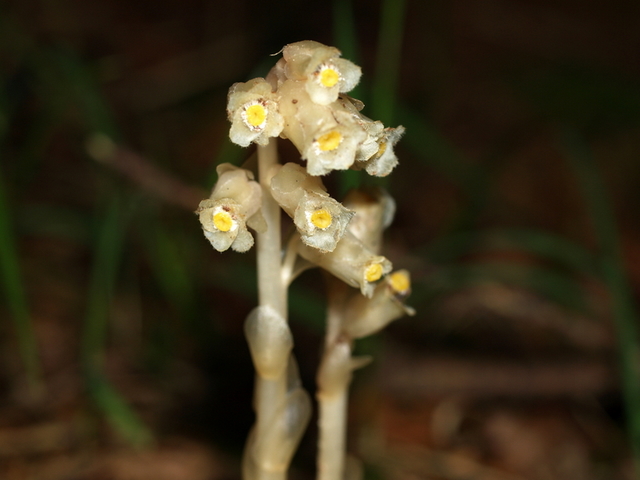 Monotropa hypopitys