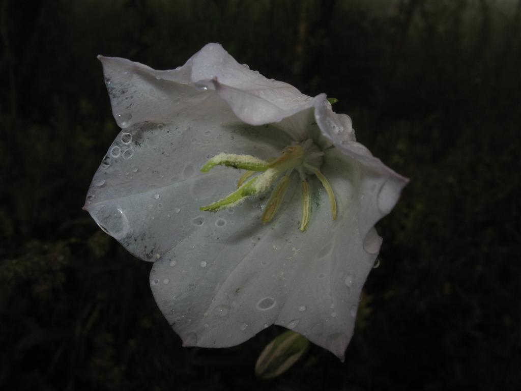 Campanula persicifolia