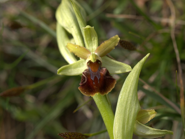 Ophrys sphegodes