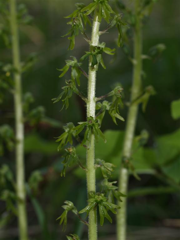 Lusus di Listera Ovata