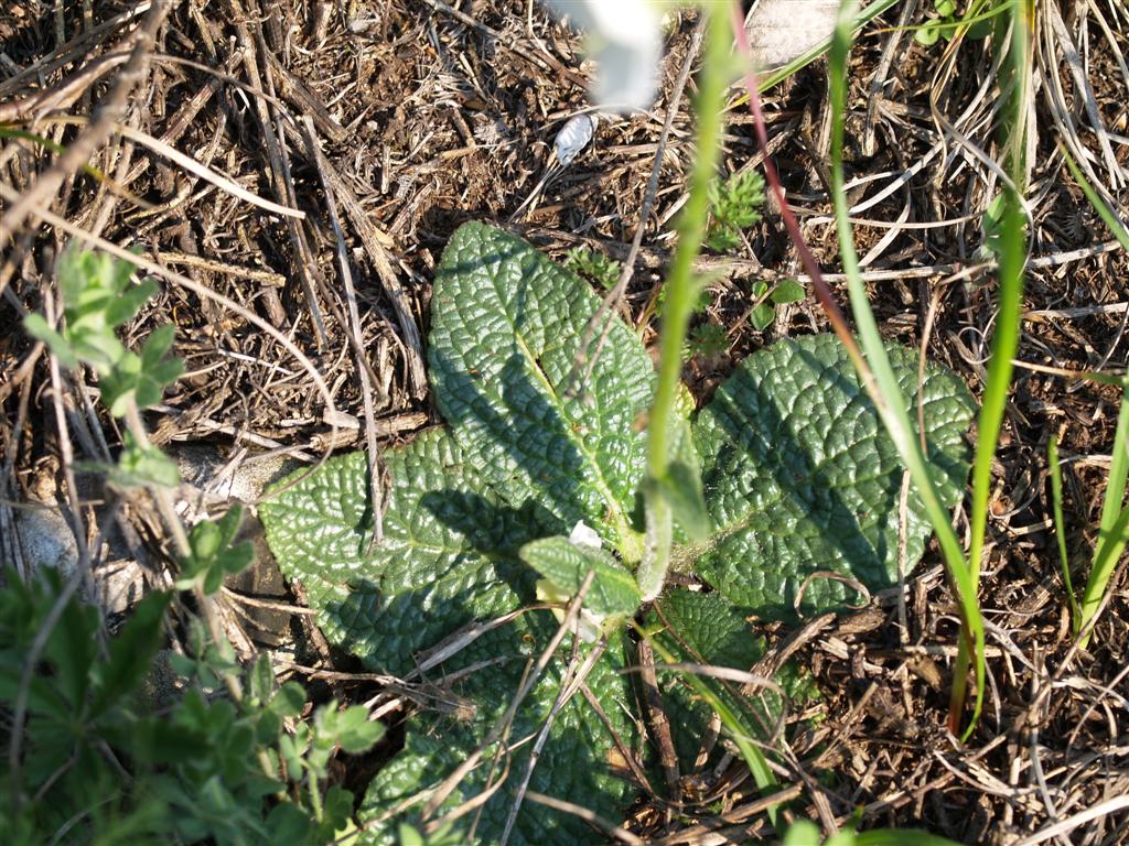 Verbascum phoeniceum albino