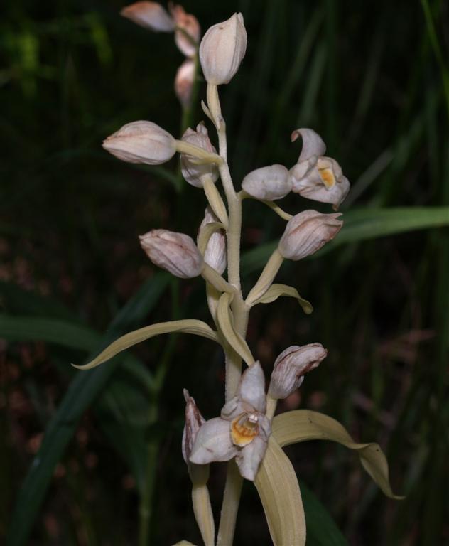 Caphalanthera Damasonium