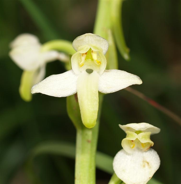 Platanthera chlorantha