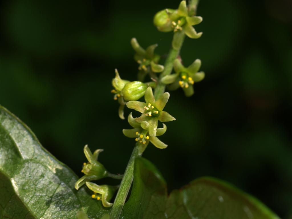 rampicante - Tamus communis