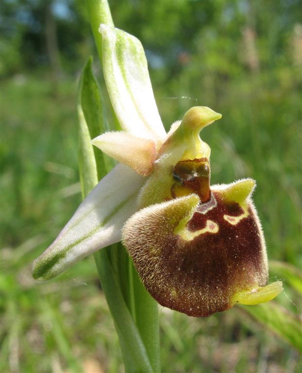 Ophrys fuciflora