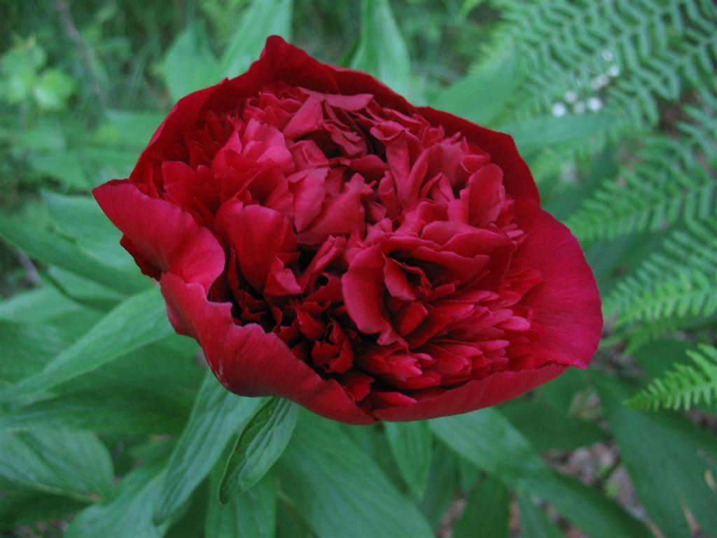 Peonia ?