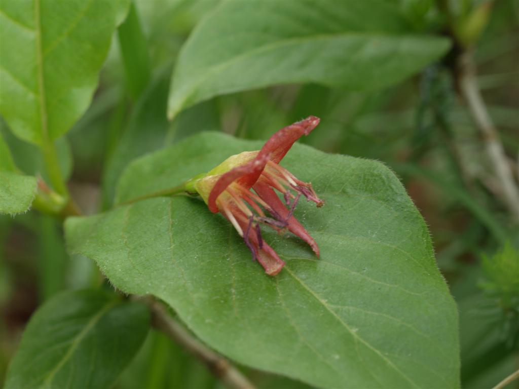 Lonicera alpigena / Madreselva alpina