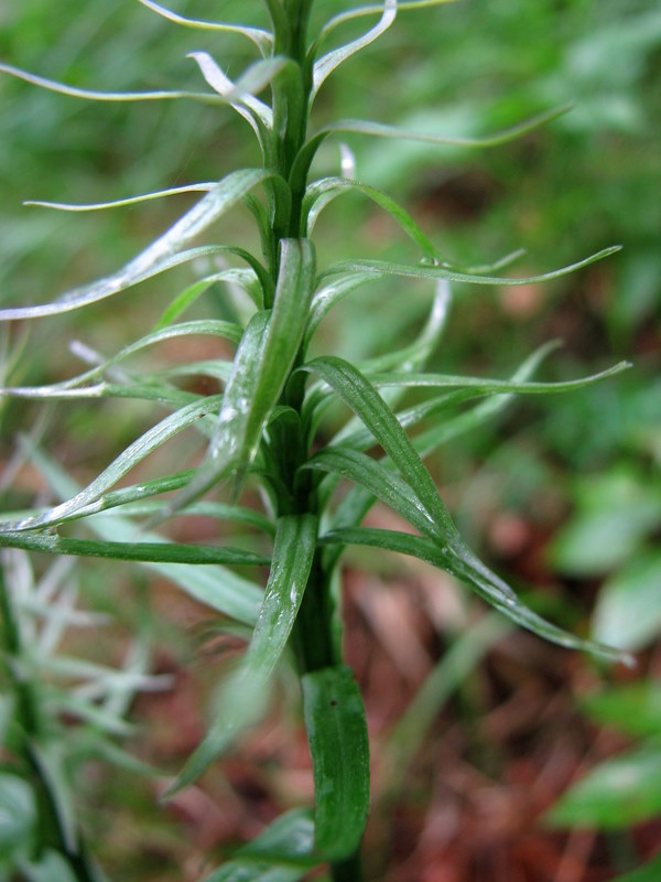 Dactylorhiza fiorita... ma senza fiori?